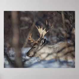 Poster Reindeer Nature Photo