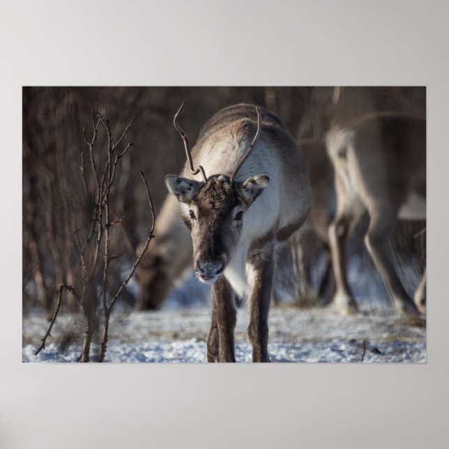 Poster Reindeer Nature Photo (Frente)