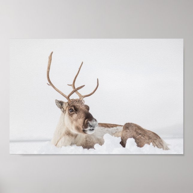 Poster Reindeer Nature Photo (Frente)