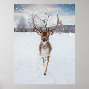 Poster Reindeer Photo