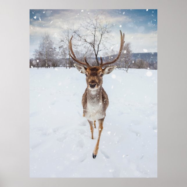 Poster Reindeer Photo (Frente)