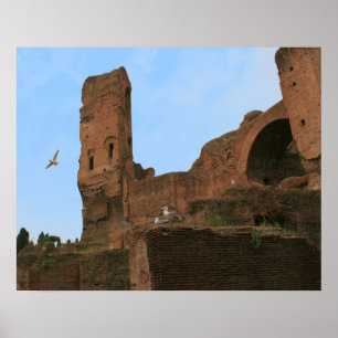 Pôster Reino das gaivotas