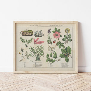 Poster Reino dos produtos hortícolas   Charlotte Mary Yon