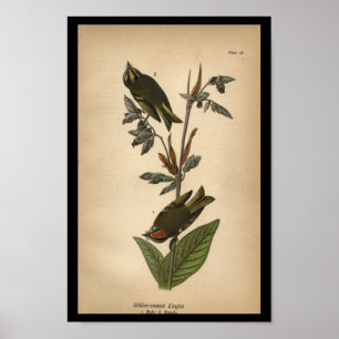 Poster Reino Ouro de pássaro 1890