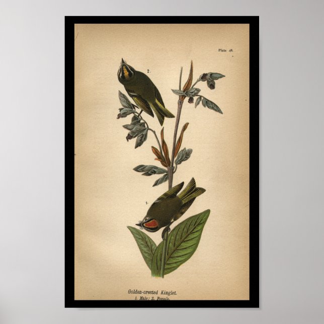 Poster Reino Ouro de pássaro 1890 (Frente)