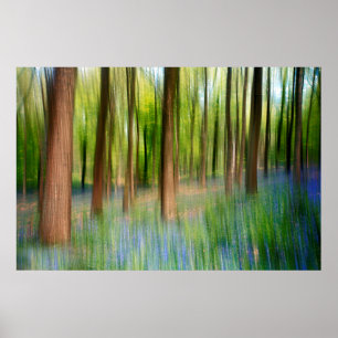 Poster Reino Unido Inglaterra Bluebell Oak Woodland em S
