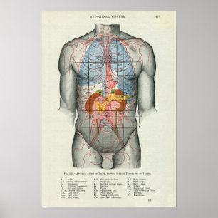 Poster Relação de superfície humana da anatomia aos