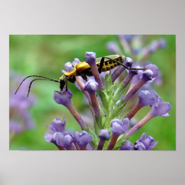 Pôster Relâmpago! (Frente)