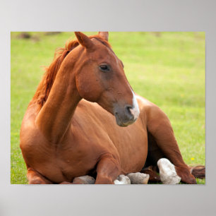 Poster Relaxamento De Cavalo Em Pastagens Verdes