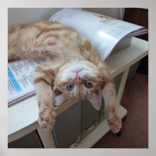 Pôster Relaxamento do gatinho (Frente)