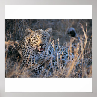 Pôster Relaxando Cheetah