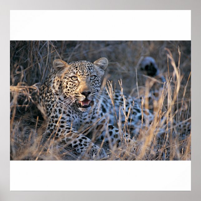 Pôster Relaxando Cheetah (Frente)