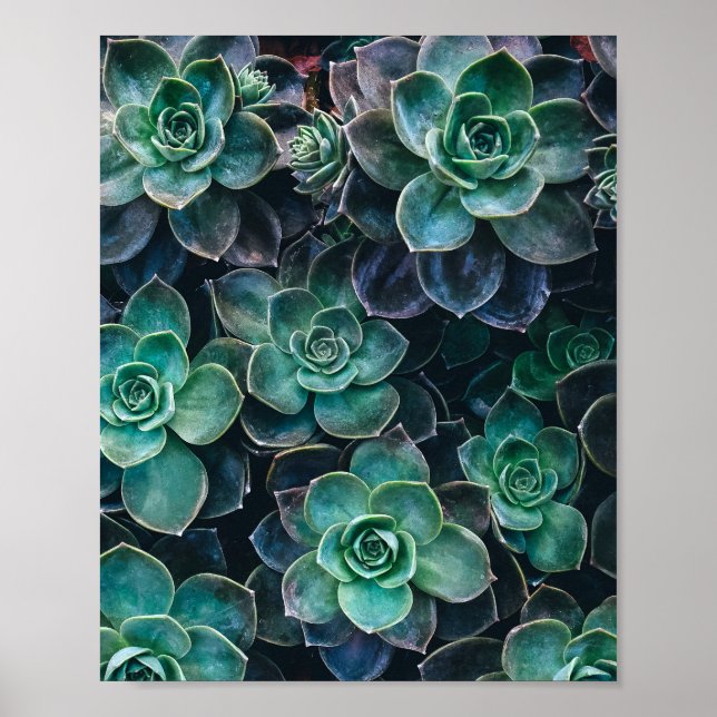 Poster Relaxando Plantas De Cactus Vermelhos Azuis Sucule (Frente)