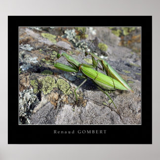 Pôster Religiões Mante