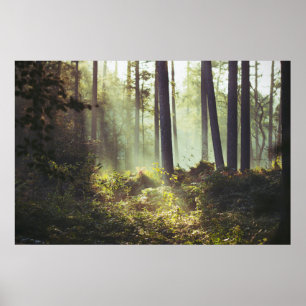 Poster Remendo do Underbrush na floresta