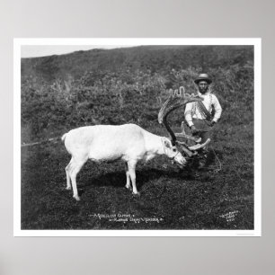 Pôster Rena & esquimó Alaska 1920