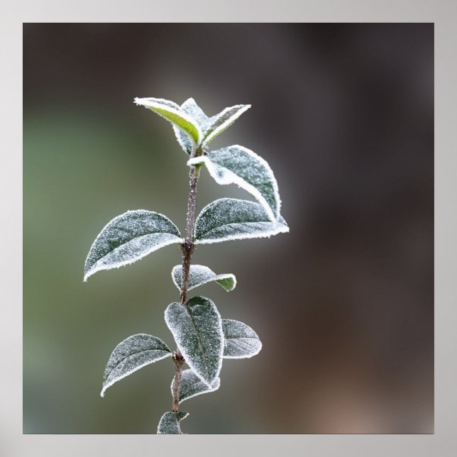 Poster rendas das folhas (Frente)