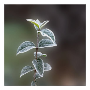 Pôster rendas das folhas