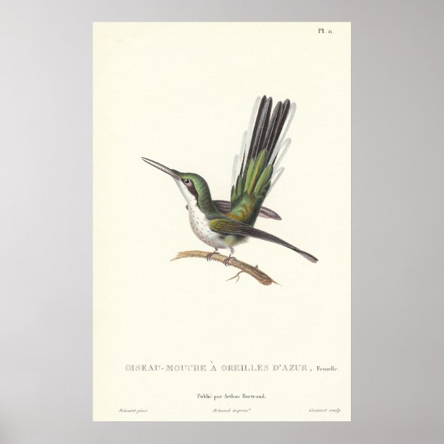 Poster Rene Primevere Lesson - Reproduction Hummingbird (Frente)