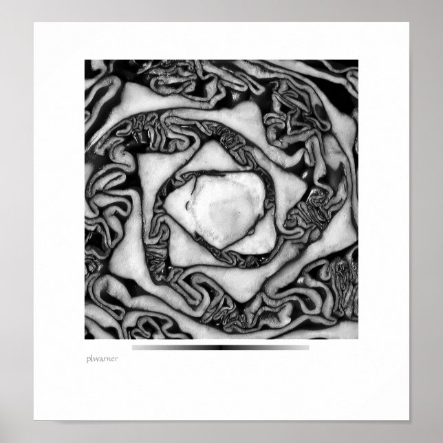 Pôster repolho, preto e branco (Frente)