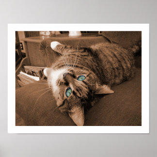 Pôster Repositar em Twill