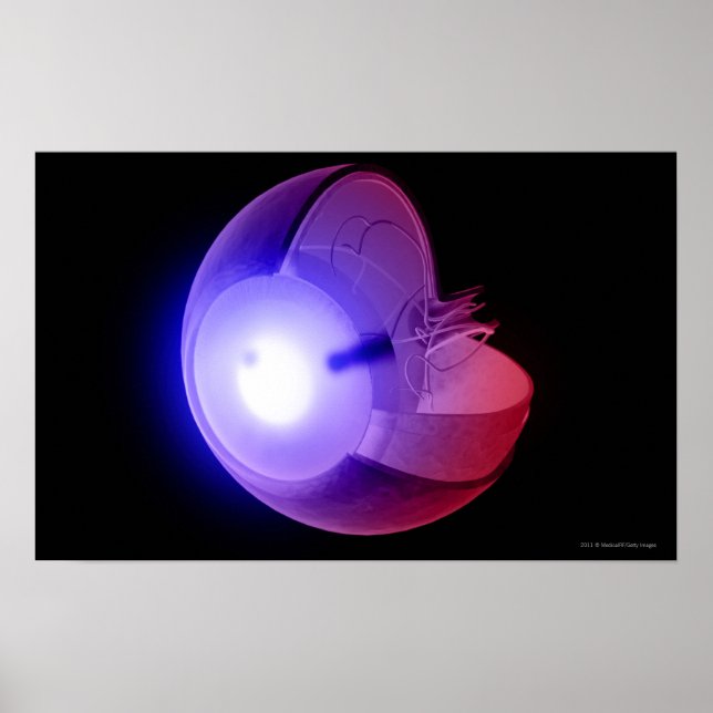Poster Representação da estrutura do olho (Frente)