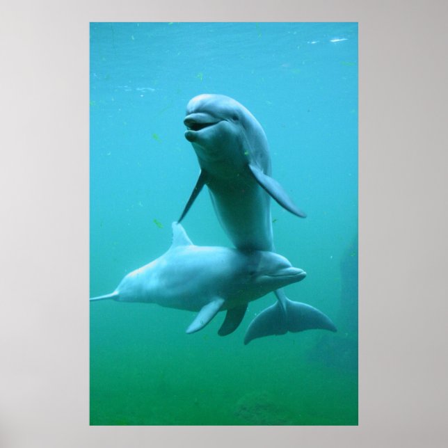 Poster Reprodução (Frente)