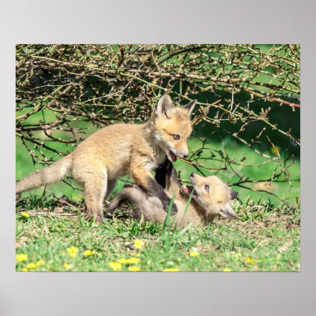 Poster Reprodução de Kits de Raposa Vermelha 20x16 (Frente)