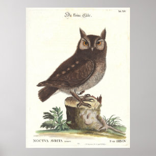 Poster Reprodução oriental de Catesby Seligman da coruj