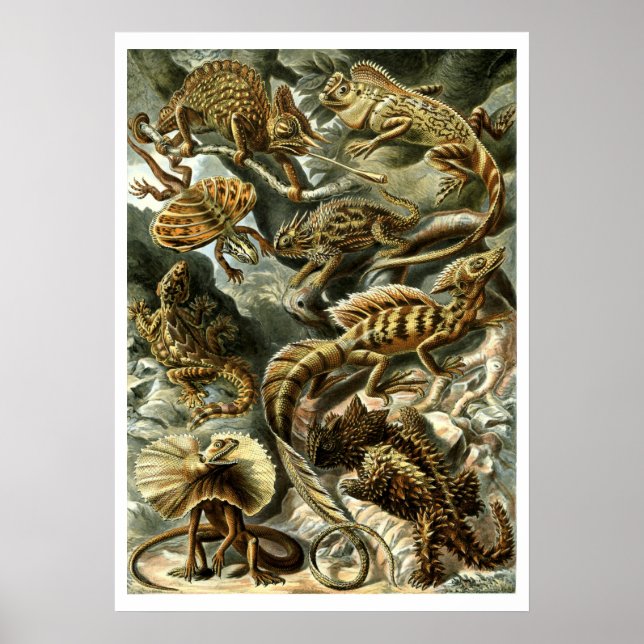 Poster Reptile Lizards por Ernst Haeckel (Frente)