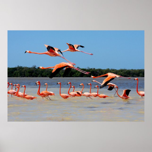 Poster Reserva da Biosfera Celestun (Frente)