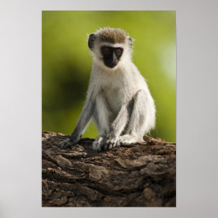 Pôster Reserva de Caça Samburu, Quênia, Macaco Vervet,