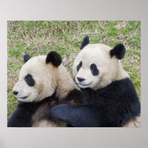 Pôster Reserva de Wolong, China, Panda gigante abraçando