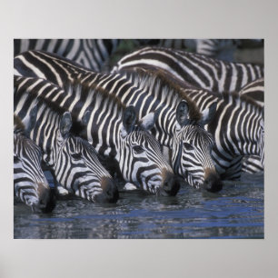 Pôster Reserva do jogo de África, Kenya, Mara do Masai,