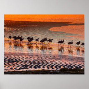 Poster Reserva Nacional de Fauna Andina Eduardo Abaroa