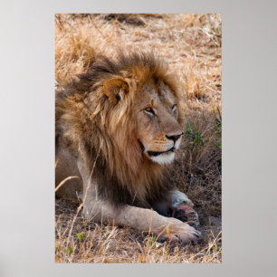 Pôster Reserva nacional de Maasai Mara do leão, Kenya