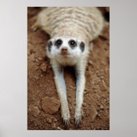 Resfriamento Meerkat (Suricata Suricatta)