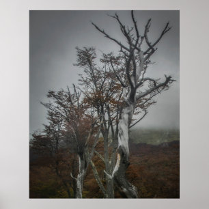 Poster Resiliência da Natureza: Floresta Tierra del Fuego