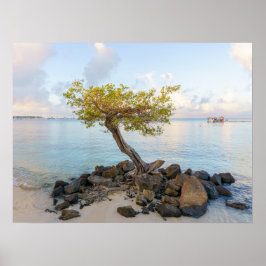 Poster Resilient tree, soft coastal Caribbean
