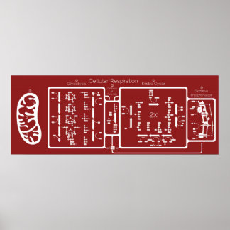 Poster Respiração celular 42x16