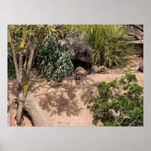 Poster Resting Meerkats in Natural Habitat Wildlife (Frente)