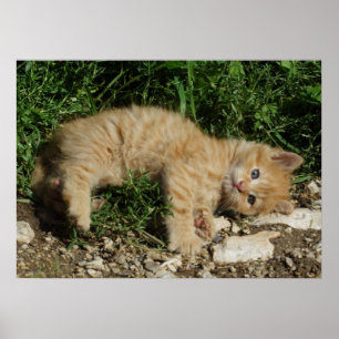 Pôster Resting Tabby Baby