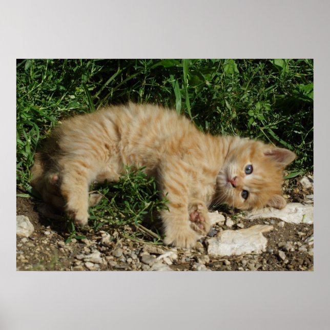 Pôster Resting Tabby Baby (Frente)