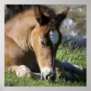 Pôster Resting Wild Pony