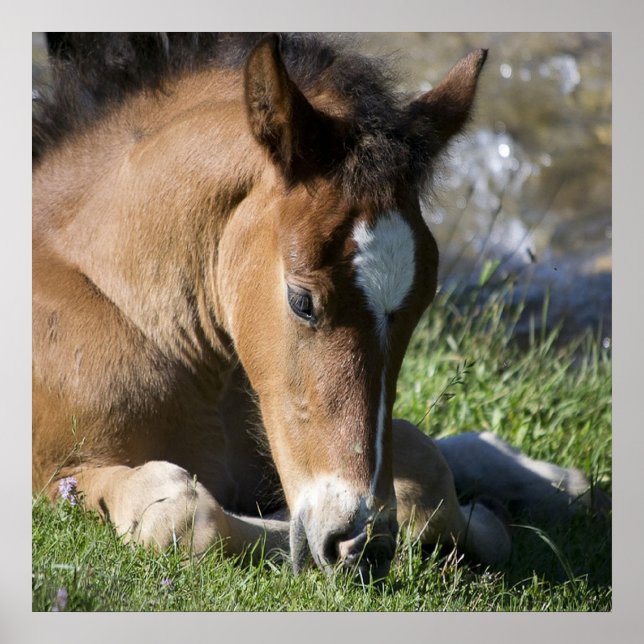 Pôster Resting Wild Pony (Frente)