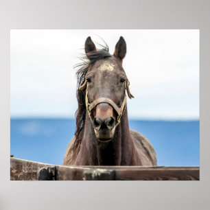 Poster retrato 20x16 de um cavalo
