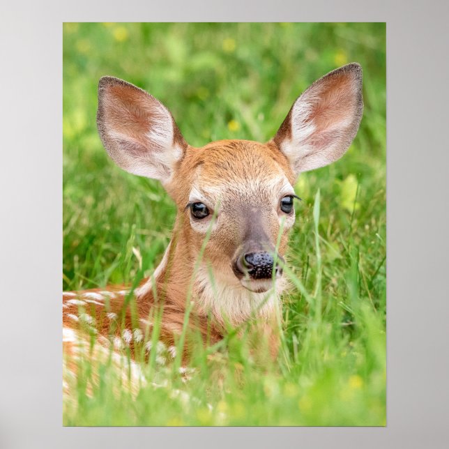 Poster Retrato 20x16 de uma Fawn (veado branco) (Frente)