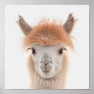 Poster Retrato (Alpaca) De Lama Cute   1:1