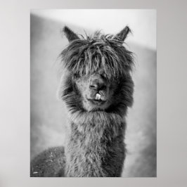 Poster Retrato Alpaca Preto e Branco