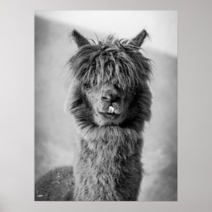 Poster Retrato Alpaca Preto e Branco